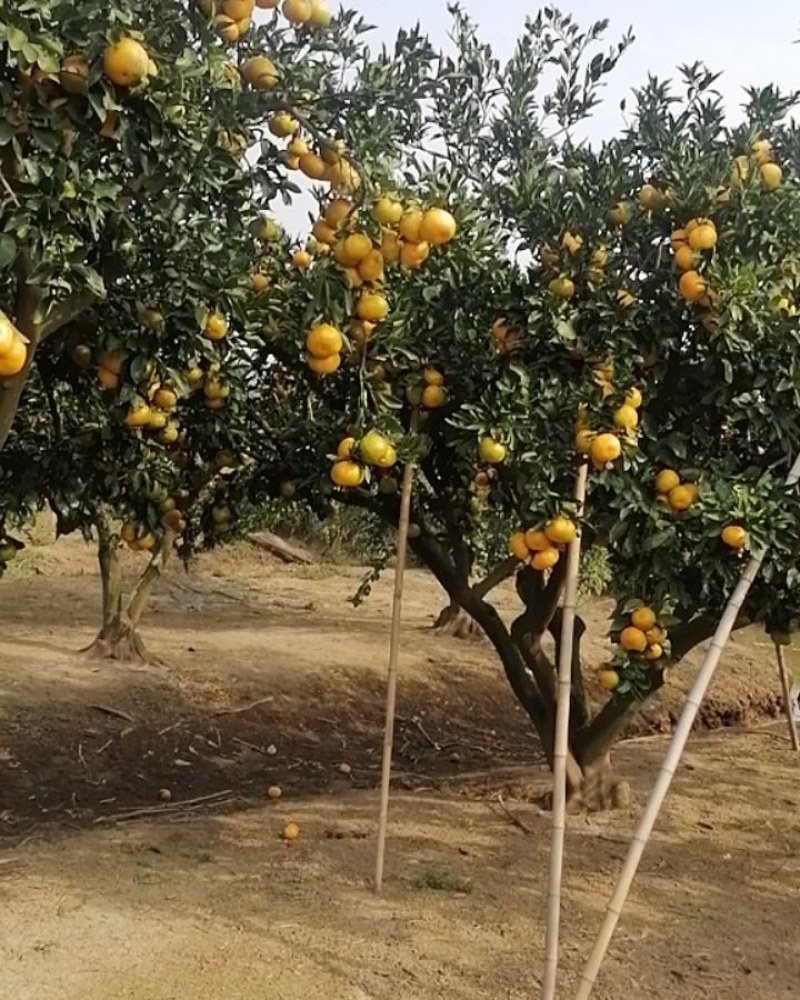 21金堂国资MTN002：票面利率下调630BP至1.00%，10月9日至10月14日为回售申请期