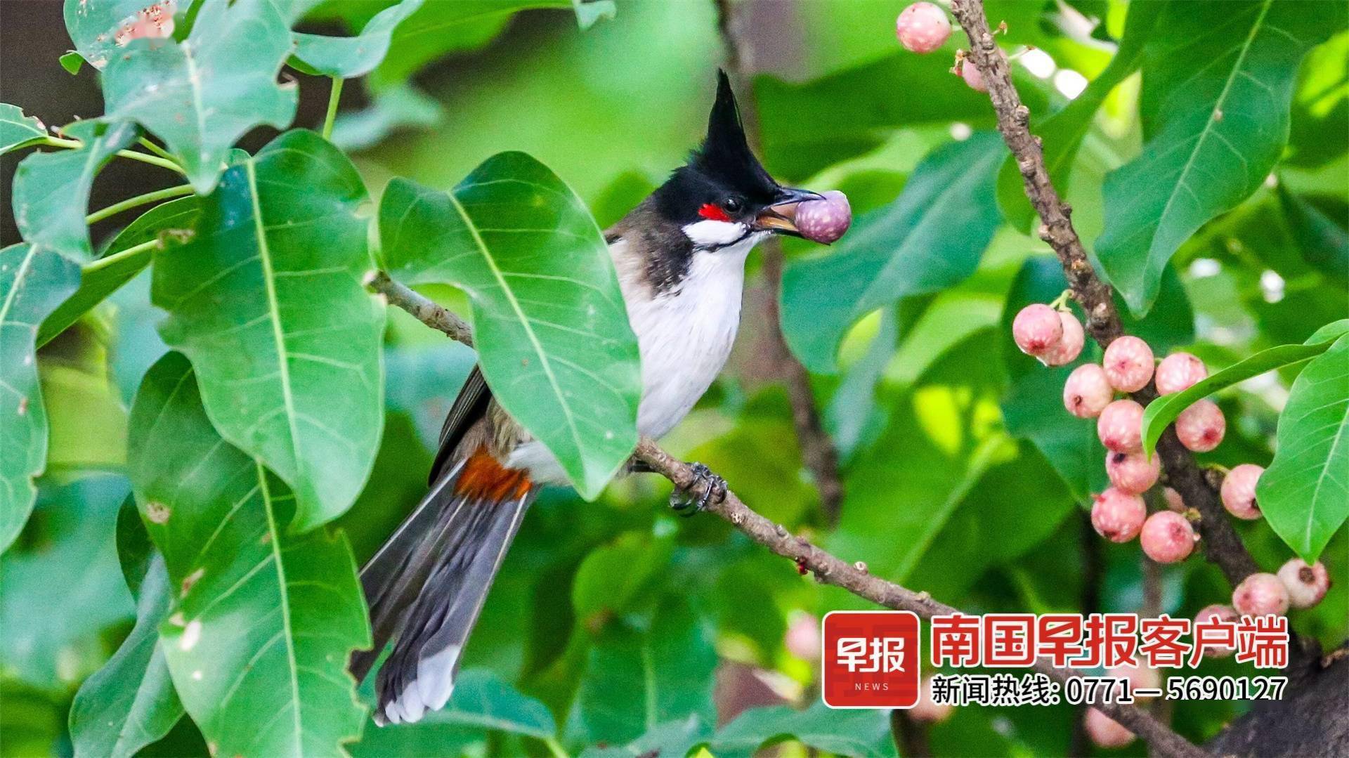 立方风控鸟·早报(1月24日)