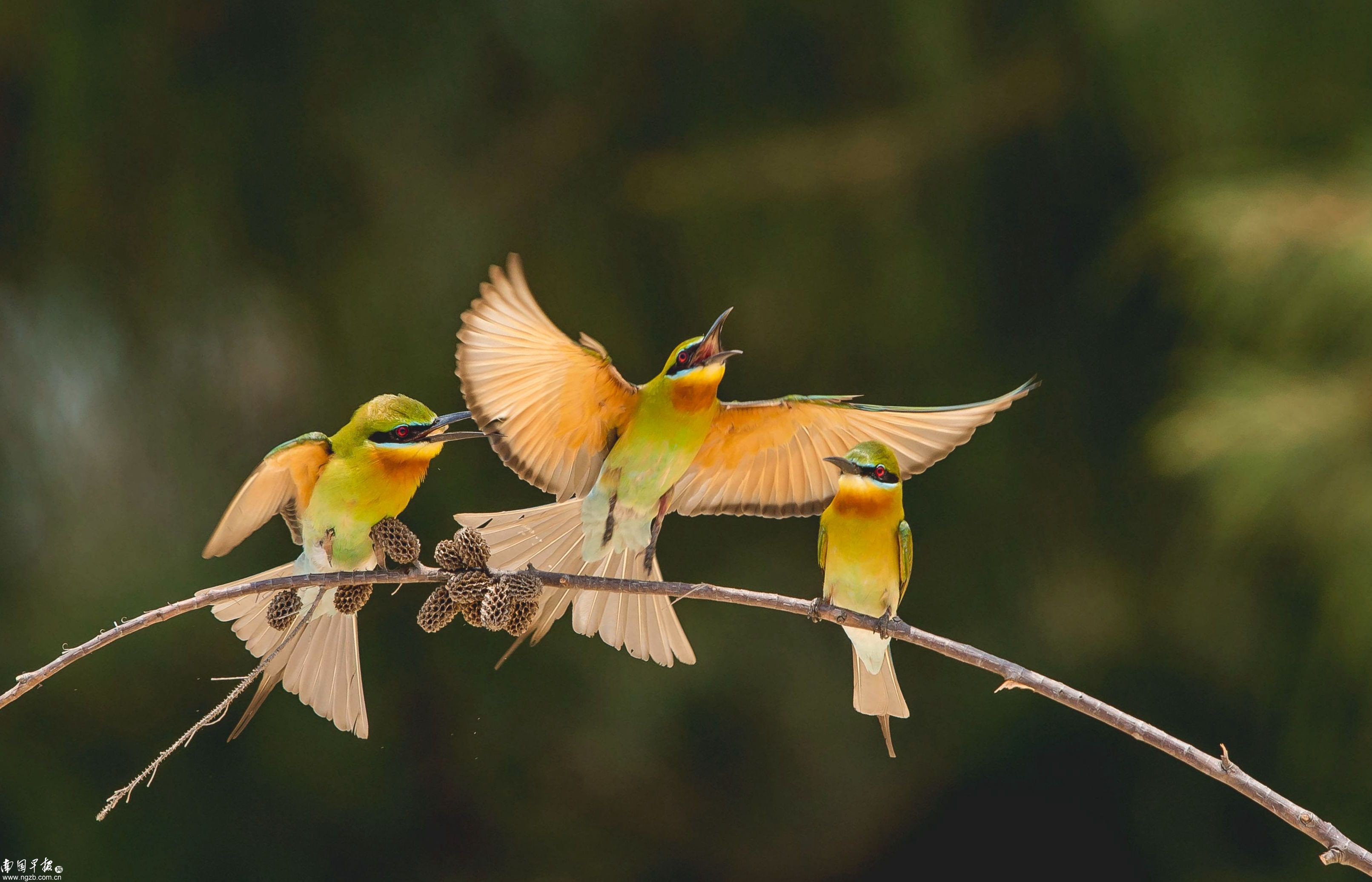 立方风控鸟·早报(1月24日)