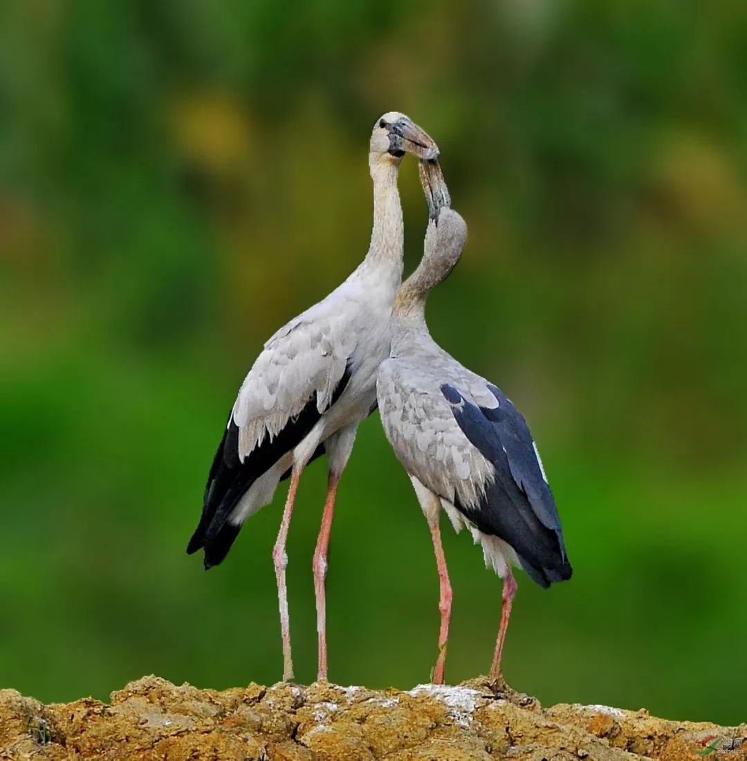 立方风控鸟·早报（2月8日）