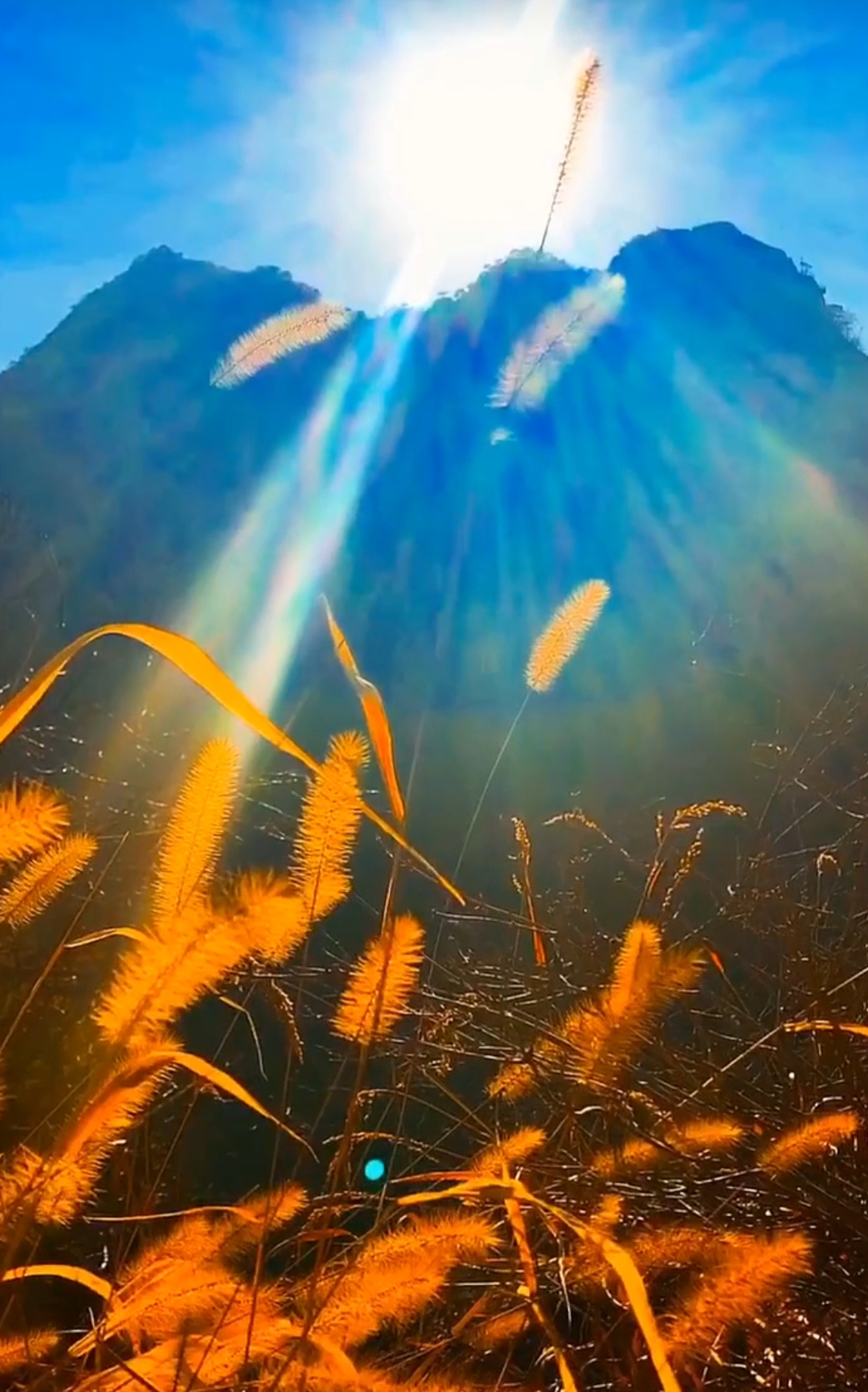 超80万投资者“山顶站岗” 特朗普币发行后留下一地鸡毛！