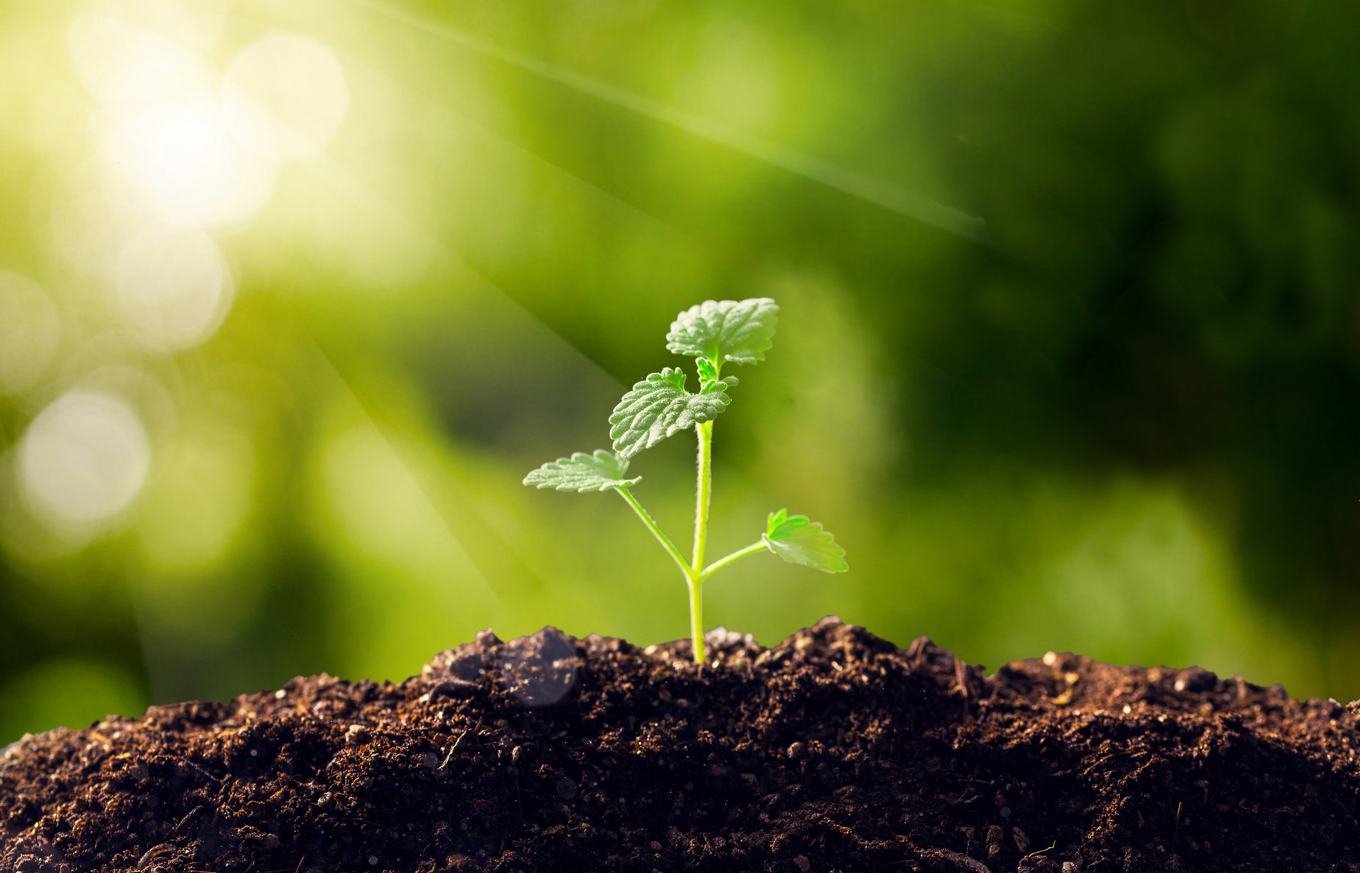 2024年中国各类绿色债券发行规模达6814亿元