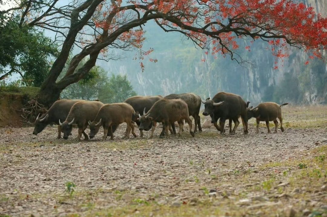 收复7.25！谁在继续推高人民币汇率？业内：人民币需求看涨驱动海外资本平仓空头