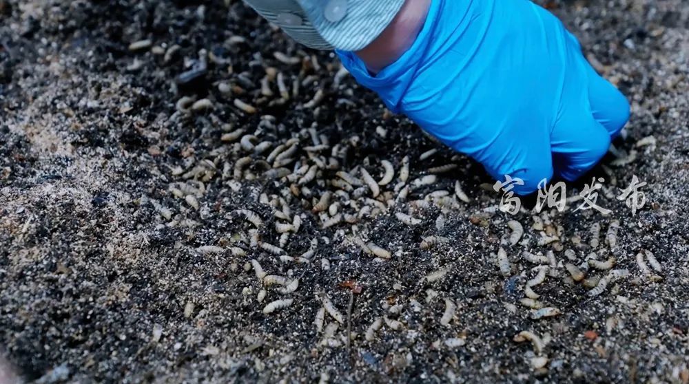 小虫子撬动的新质生产力:黑水虻“吃”出千亿市场——专访茵塞普科技创始人余广滔