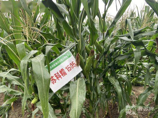 “科八条”发布一年 “试验田”绽放新质生产力之花