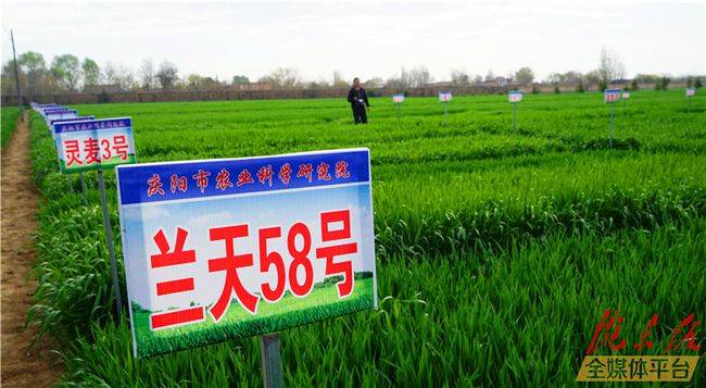 创新品种多 绿色债券发展势头足