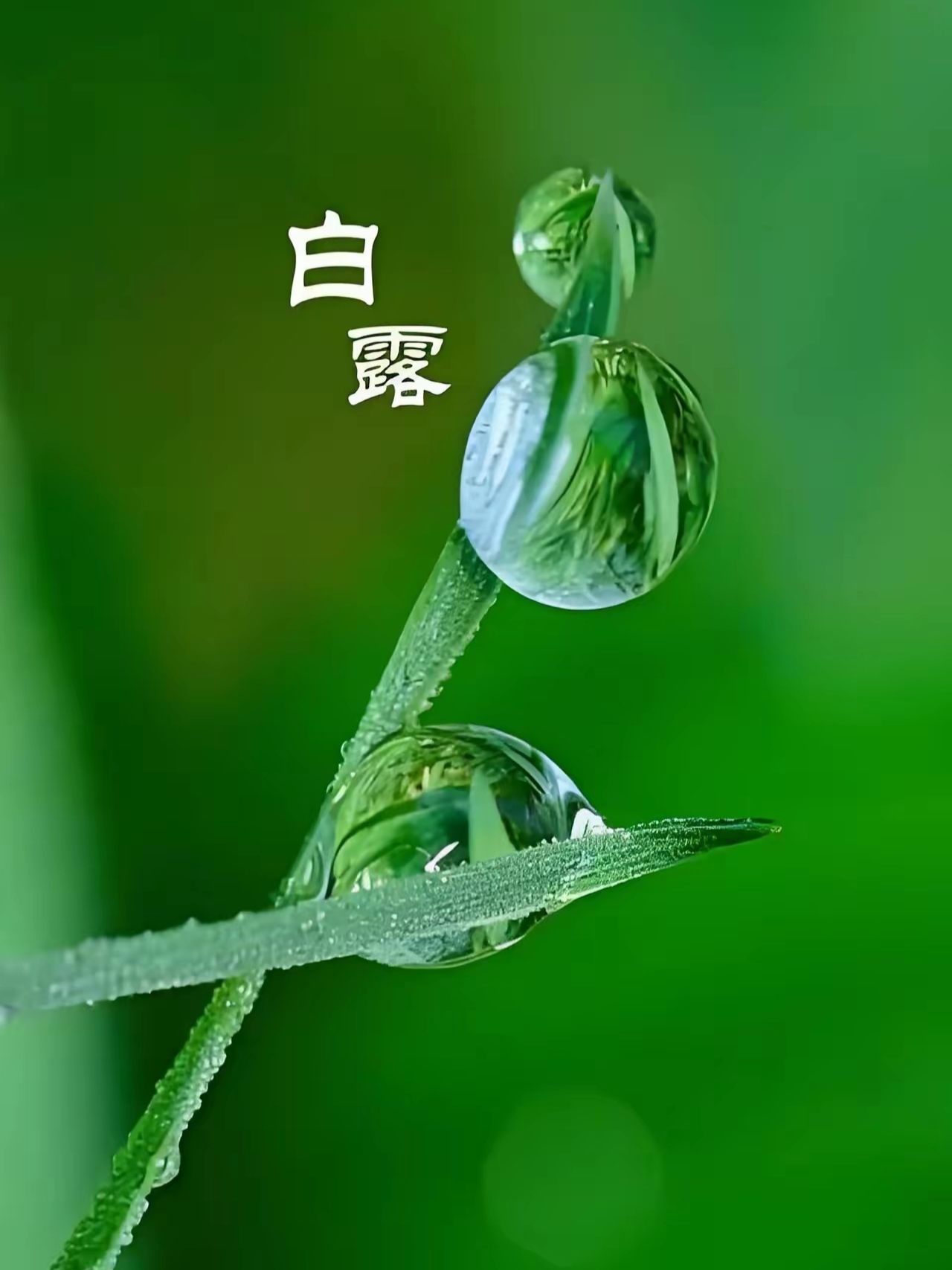 节气物候图鉴:白露至凉意生 全国玉露生凉地图看哪里率先迎秋凉
